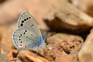 Anadolu Karagz Mavisi (Glaucopsyche astraea)