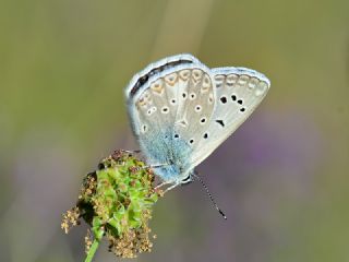 okgzl Edon Mavisi (Polyommatus aedon)