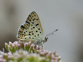 sli Bakr Gzeli (Lycaena tityrus)