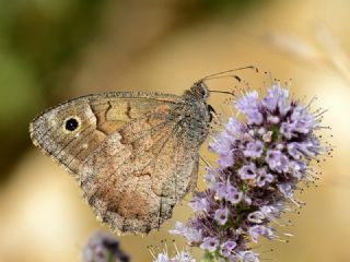 Aa Karamelei (Hipparchia statilinus)