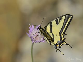 Kaplan Krlangkuyruk (Papilio alexanor)