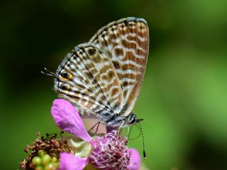 Mavi Zebra (Leptotes pirithous)