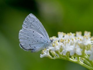 Kutsal Mavi (Celastrina argiolus)