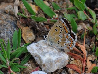 okgzl Esmer (Aricia agestis)