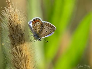 okgzl Mavi (Polyommatus icarus)