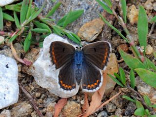 okgzl Esmer (Aricia agestis)