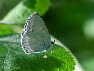 Kutsal Mavi (Celastrina argiolus)