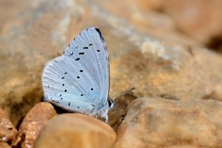 Kutsal Mavi (Celastrina argiolus)