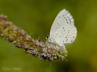 Kutsal Mavi (Celastrina argiolus)