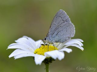 Kutsal Mavi (Celastrina argiolus)