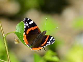 Atalanta (Vanessa atalanta)