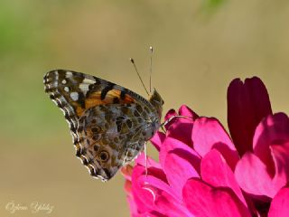 Diken Kelebei (Vanessa cardui)