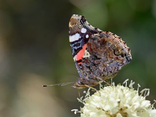 Diken Kelebei (Vanessa cardui)