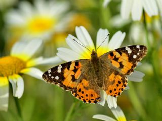 Diken Kelebei (Vanessa cardui)