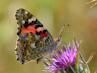 Diken Kelebei (Vanessa cardui)