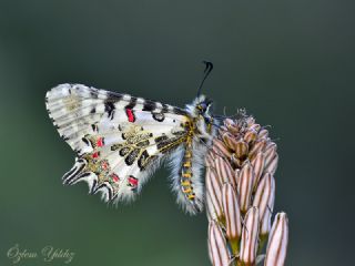 Orman Fistosu (Allancastria  cerisyi)