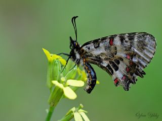 Orman Fistosu (Allancastria  cerisyi)