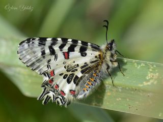 Orman Fistosu (Allancastria  cerisyi)