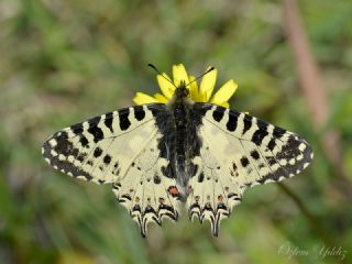 Orman Fistosu (Allancastria  cerisyi)