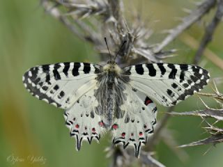 Orman Fistosu (Allancastria  cerisyi)