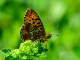 Beyaz nci (Clossiana euphrosyne)