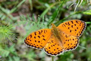 Niyobe (Argynnis niobe)