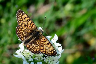 parhan (Melitaea cinxia)