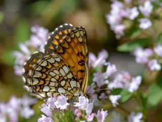 Amannisa (Melitaea athalia)