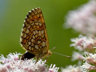 Amannisa (Melitaea athalia)