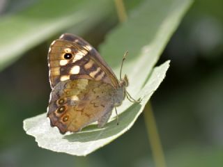 Karanlk Orman Esmeri (Pararge aegeria)