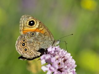 Esmerboncuk (Lasiommata maera)