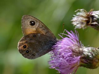 Esmerboncuk (Lasiommata maera)