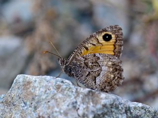 Seyit (Arethusana arethusa)