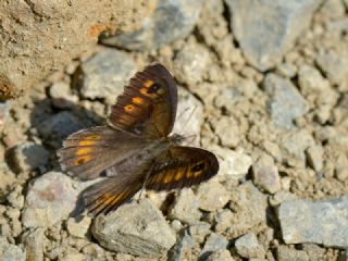 Seyit (Arethusana arethusa)