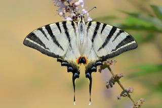 Erik Krlangkuyruk (Iphiclides podalirius)