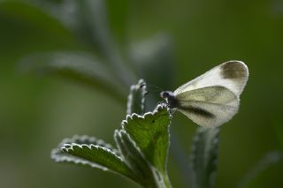 Doulu Narin Orman Beyaz (Leptidea duponcheli)