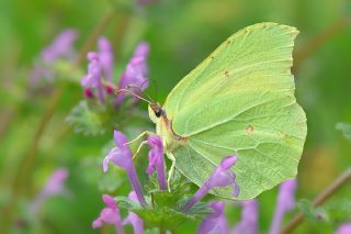 Orakkanat (Gonepteryx rhamni)