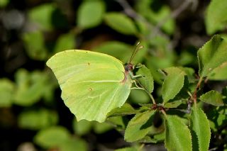 Anadolu Orakkanad (Gonepteryx farinosa)