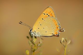 Anadolu Ate Gzeli (Lycaena asabinus)