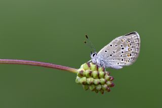 okgzl Kk Turan Mavisi (Polyommatus cornelius)