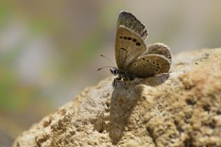 Anadolu Karagz Mavisi (Glaucopsyche astraea)