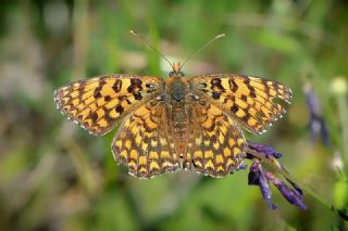 Cezayirli parhan (Melitaea ornata)