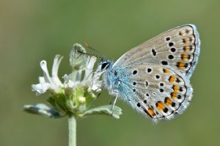 Anadolu Esmergz (Plebejus modicus)