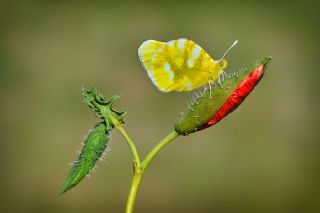 Zegris (Zegris eupheme)