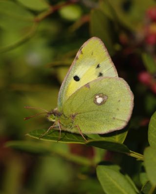 Sar Azamet (Colias croceus)