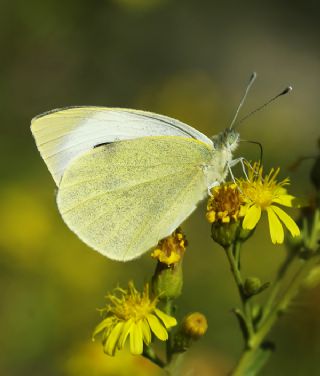 Byk Beyazmelek  (Pieris brassicae)