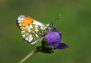 Turuncu Ssl (Anthocharis cardamines)