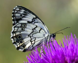 Akdeniz Melikesi (Melanargia titea)