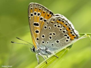 Kk Ate Gzeli (Lycaena thersamon)