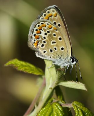 okgzl Mavi (Polyommatus icarus)